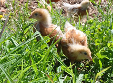 chicks-outside-1stday380